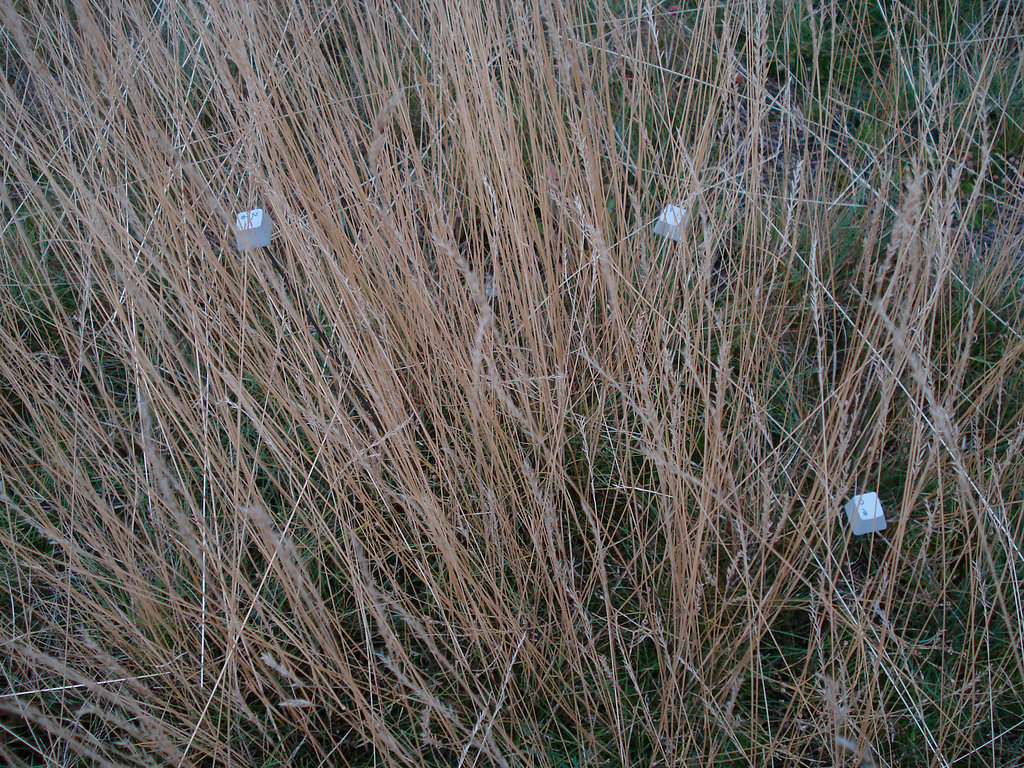 DSC06567.jpg